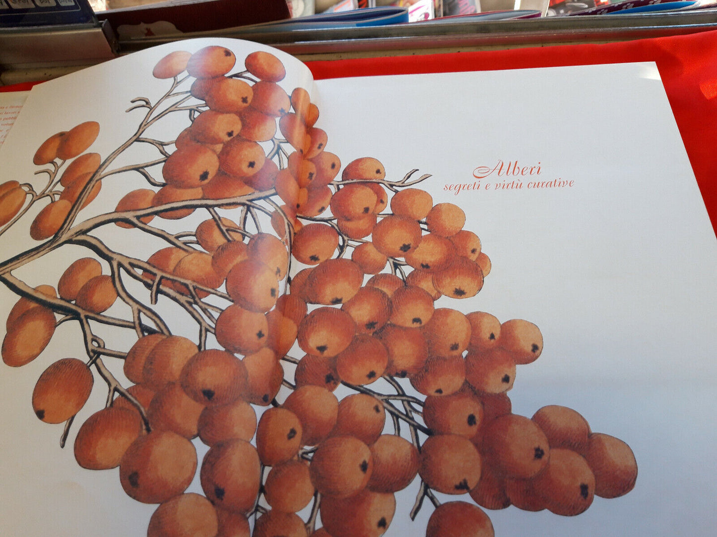 LIBRO - ALBERI SEGRETI E VIRTU' CURATIVE - F Fornasaro . 2003..................