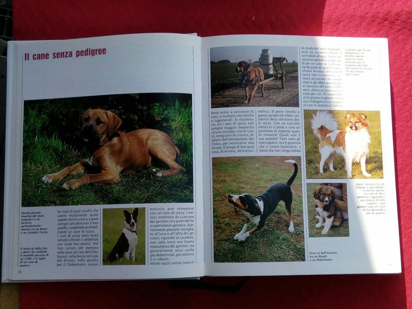 LIBRO, conoscere il cane, le razze, l'allevamento, la salute, A.Curcio Editore