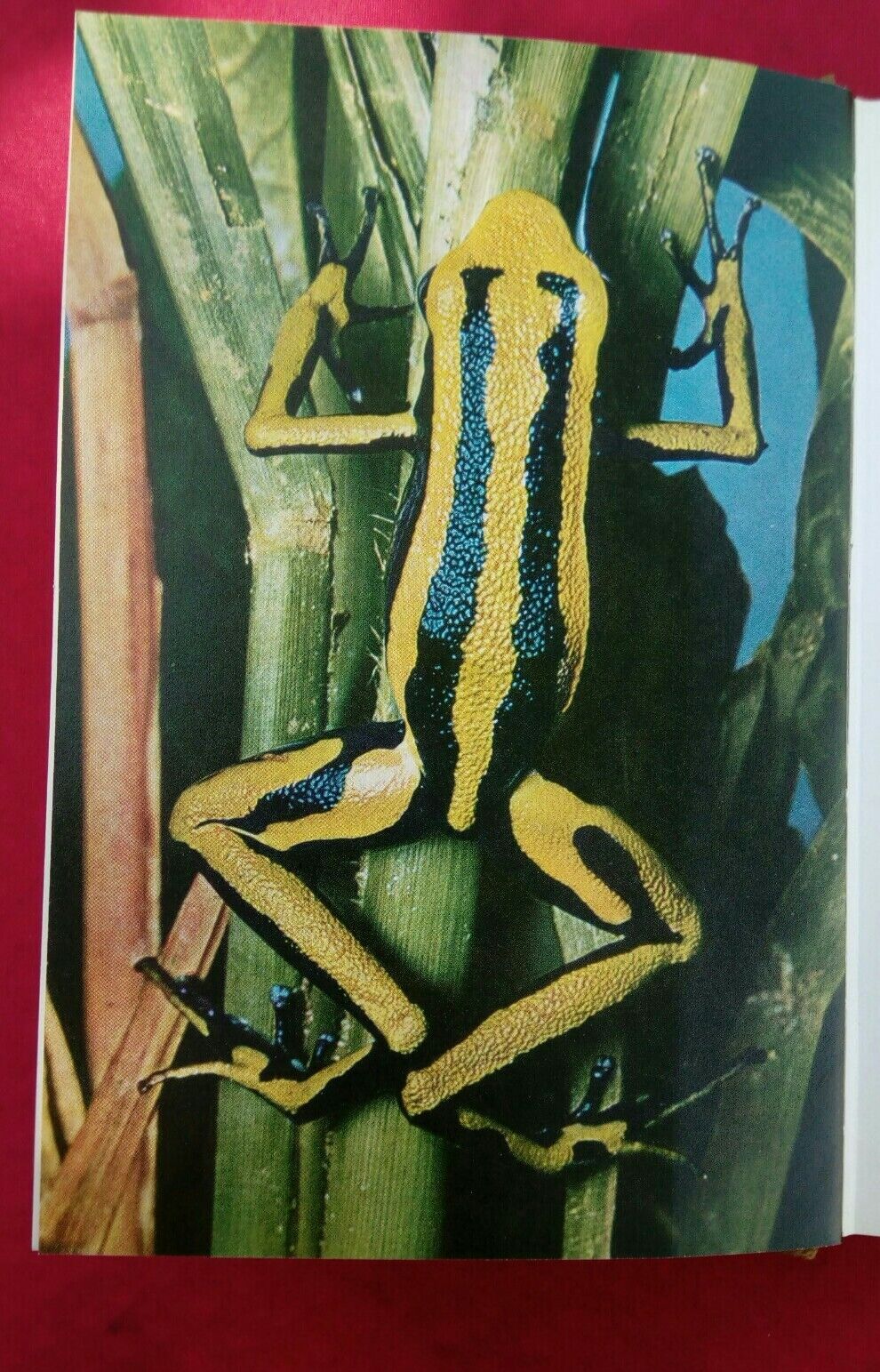 LIBRO, Il mondo degli animali, Gli Anfibi, A.Mondadori Editore