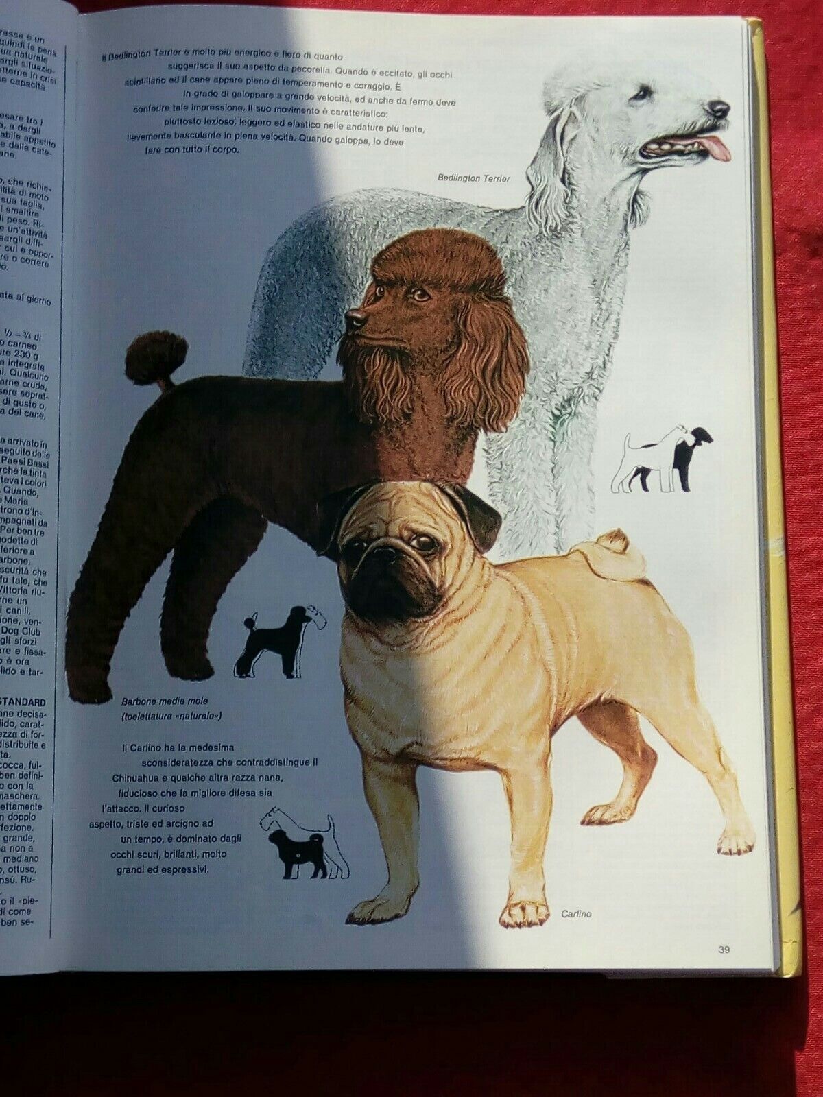LIBRO, Enciclopedia della natura, Un cane proprio il tuo! L. Reverdito Editore