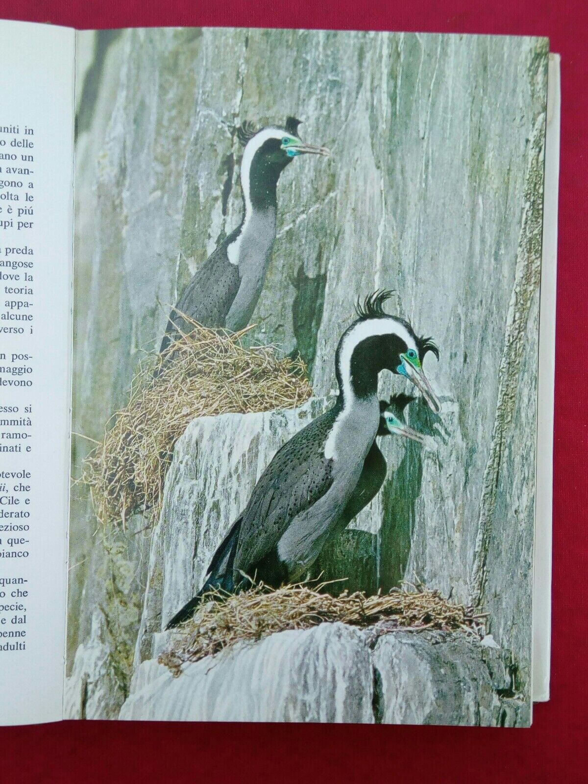 LIBRO, Il mondo degli animali, Gli Uccelli, A.Mondadori Editore