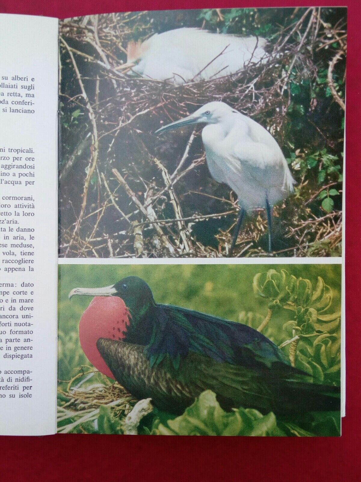LIBRO, Il mondo degli animali, Gli Uccelli, A.Mondadori Editore