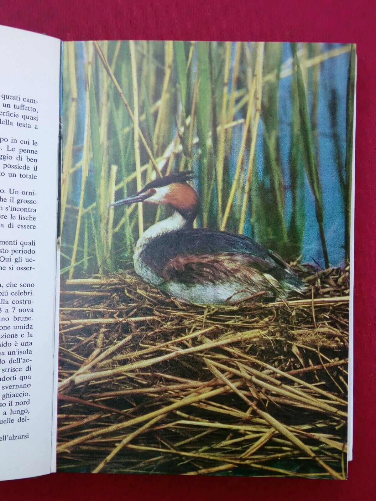 LIBRO, Il mondo degli animali, Gli Uccelli, A.Mondadori Editore