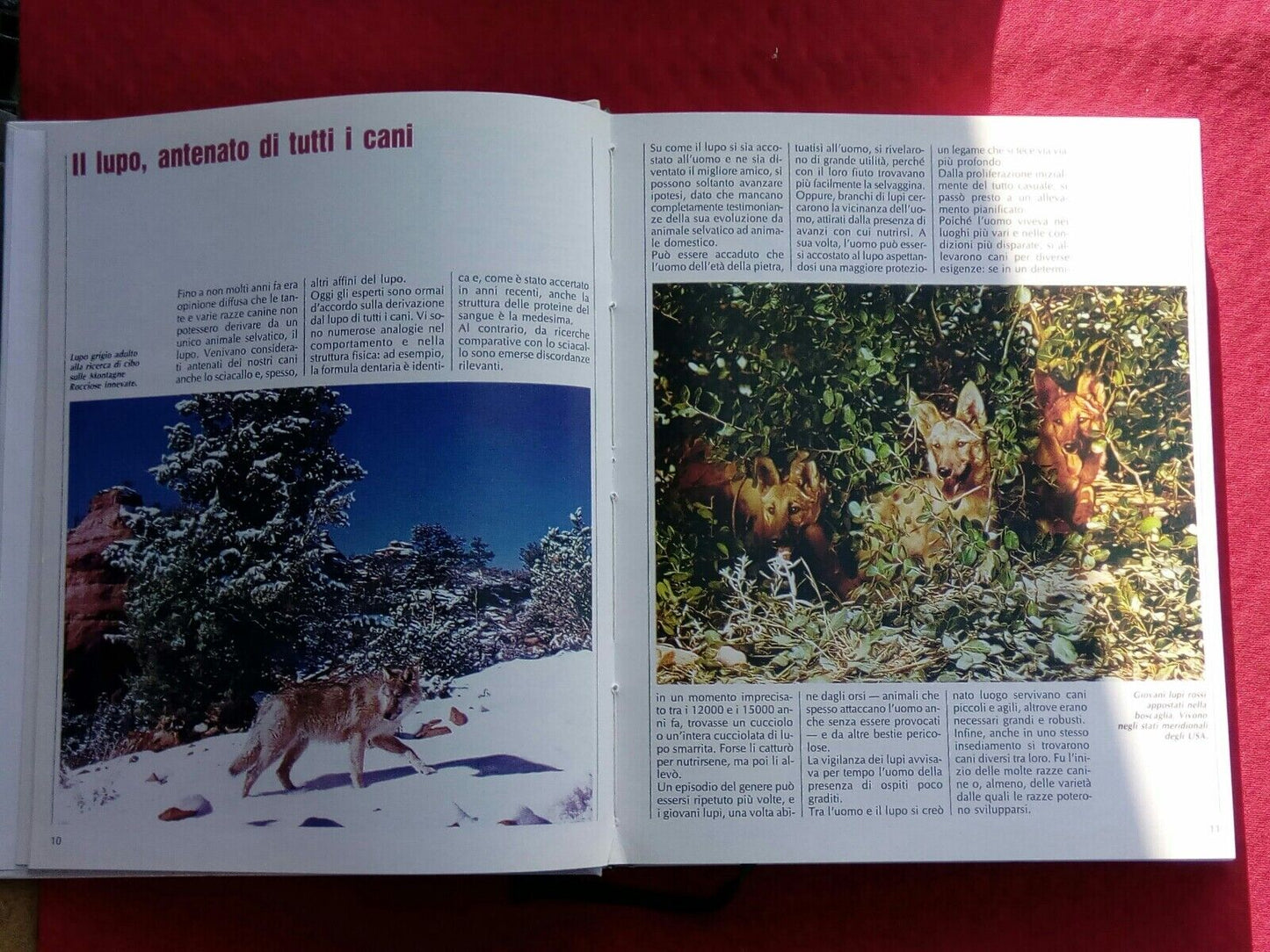 LIBRO, conoscere il cane, le razze, l'allevamento, la salute, A.Curcio Editore