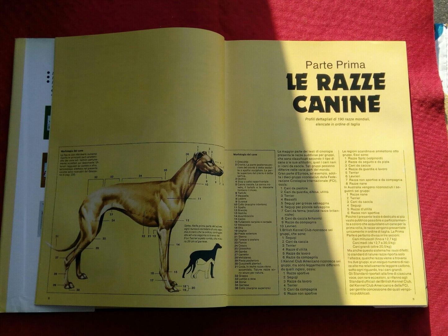 LIBRO, Enciclopedia della natura, Un cane proprio il tuo! L. Reverdito Editore