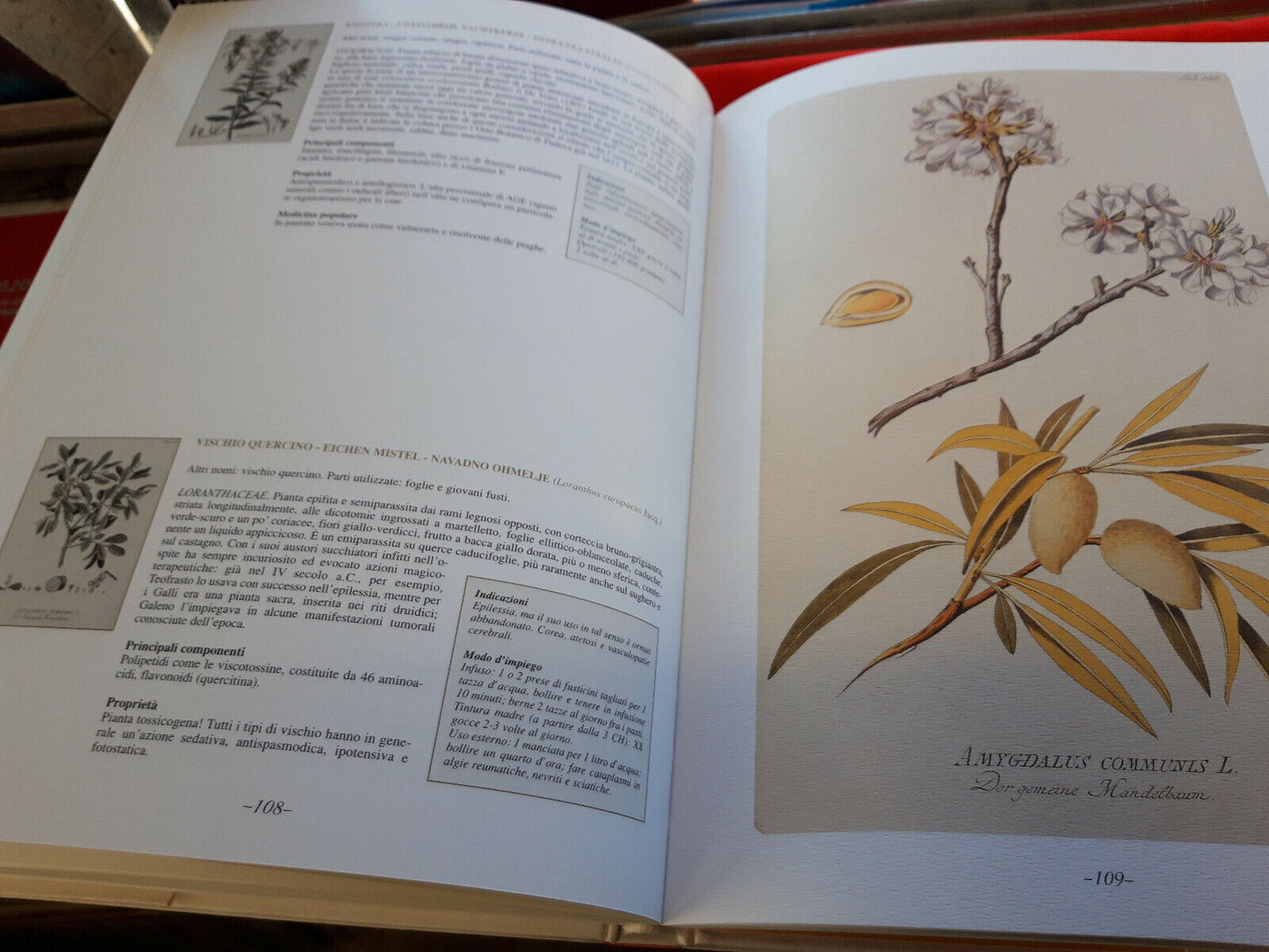 LIBRO - ALBERI SEGRETI E VIRTU' CURATIVE - F Fornasaro . 2003..................