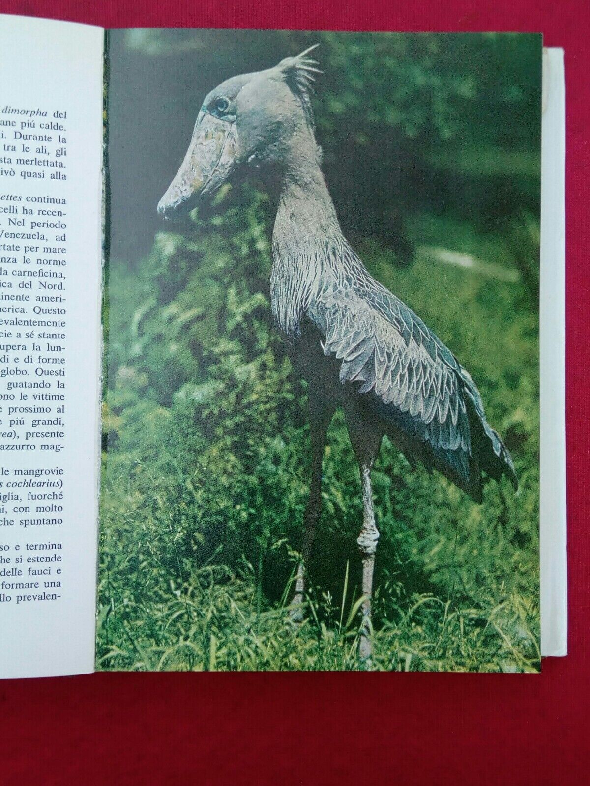 LIBRO, Il mondo degli animali, Gli Uccelli, A.Mondadori Editore
