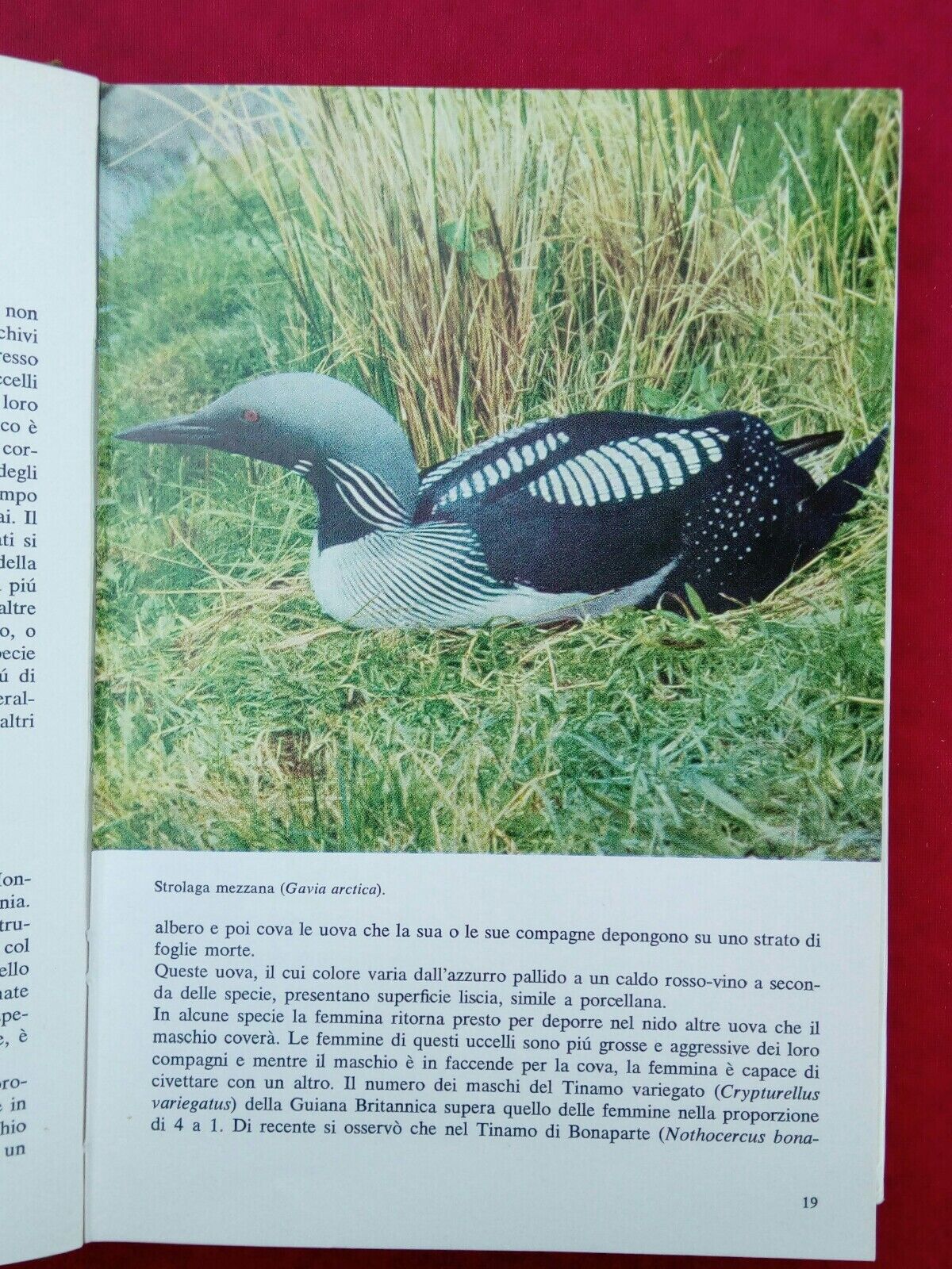 LIBRO, Il mondo degli animali, Gli Uccelli, A.Mondadori Editore