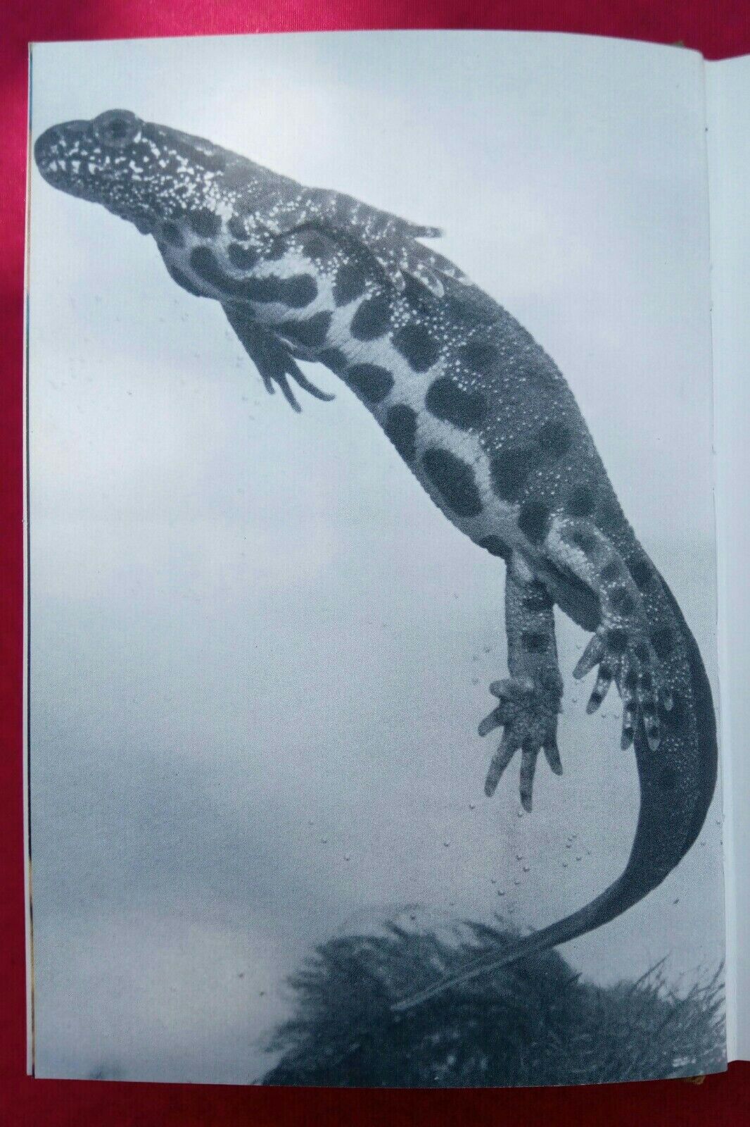 LIBRO, Il mondo degli animali, Gli Anfibi, A.Mondadori Editore