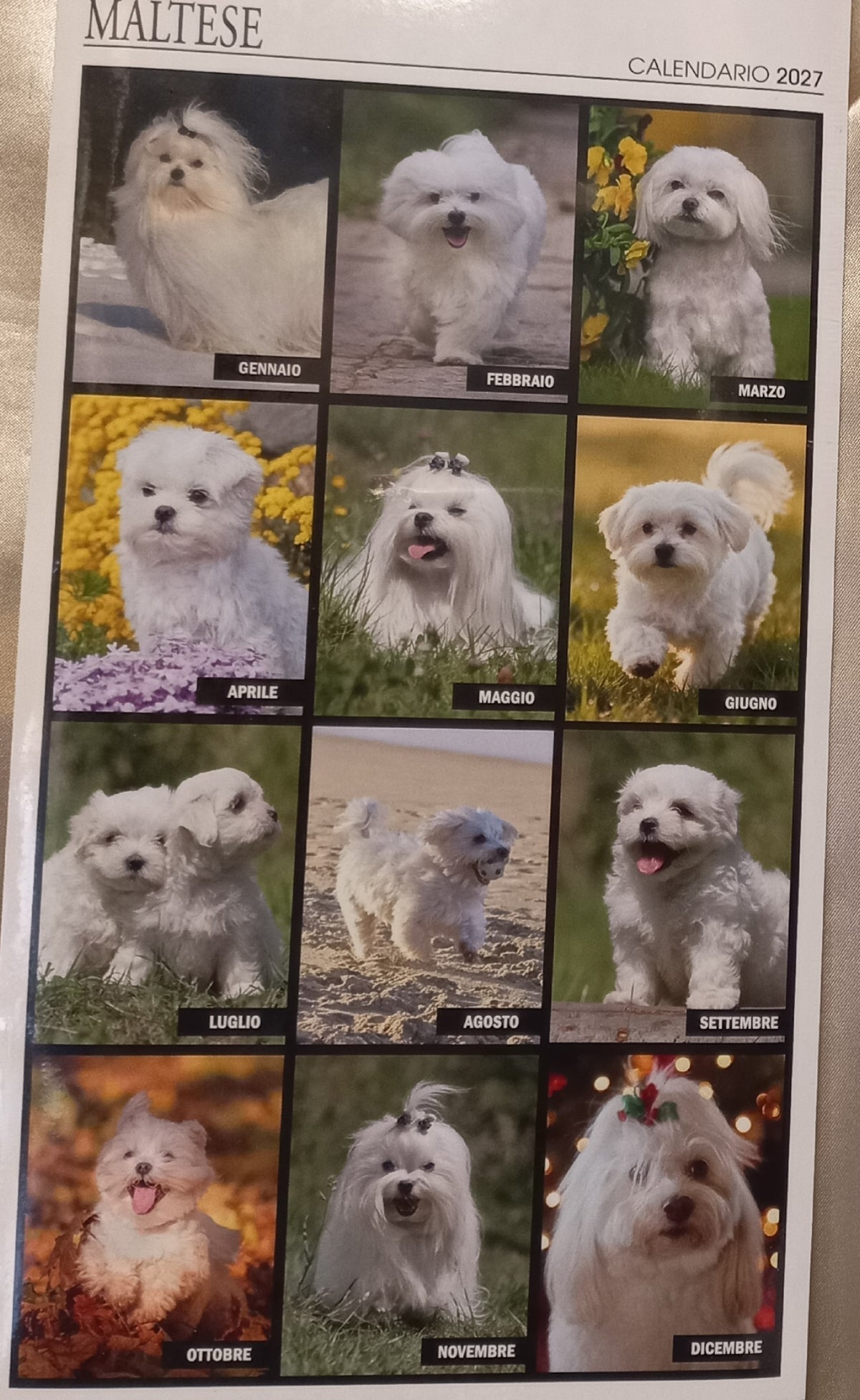 Calendario 2027 Cane MALTESE (formato 15x40)