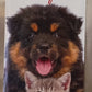 Calendario 2027 CANI & GATTI Amici felici  (formato 15x40)