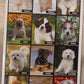 Calendario 2027 CANI  (formato 15x40)