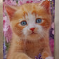 Calendario 2027 GATTI nei FIORI  (formato 15x40)