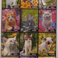 Calendario 2027 GATTI nei FIORI  (formato 15x40)