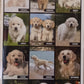 Calendario 2027 GOLDEN RETRIVER (formato 15x40)