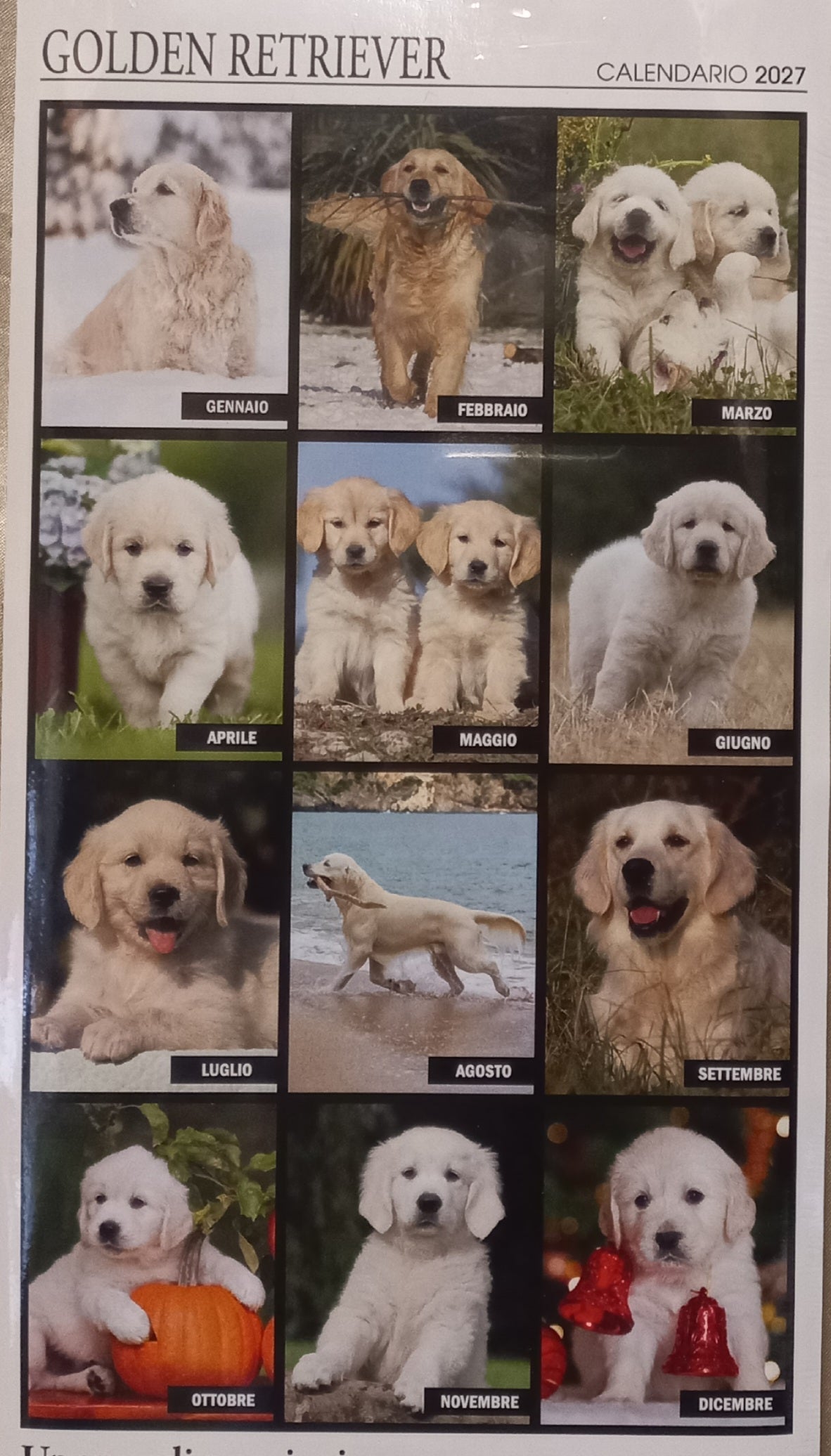 Calendario 2027 GOLDEN RETRIVER (formato 15x40)